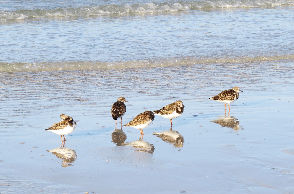 kamenáček pestrý - ML647558949