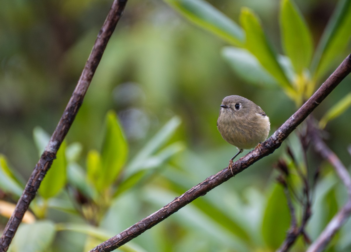 králíček americký - ML647558950