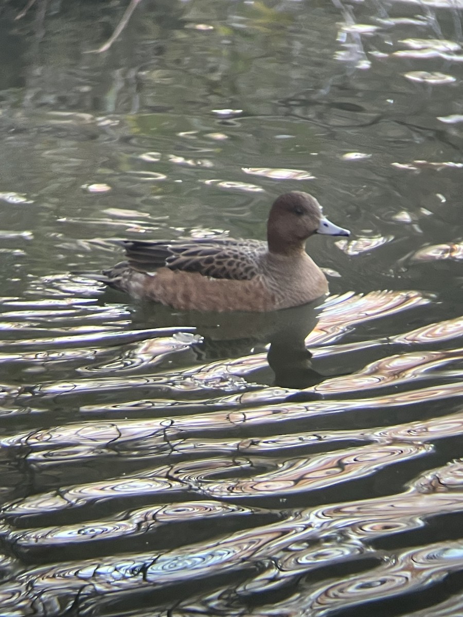 hvízdák eurasijský - ML647558951