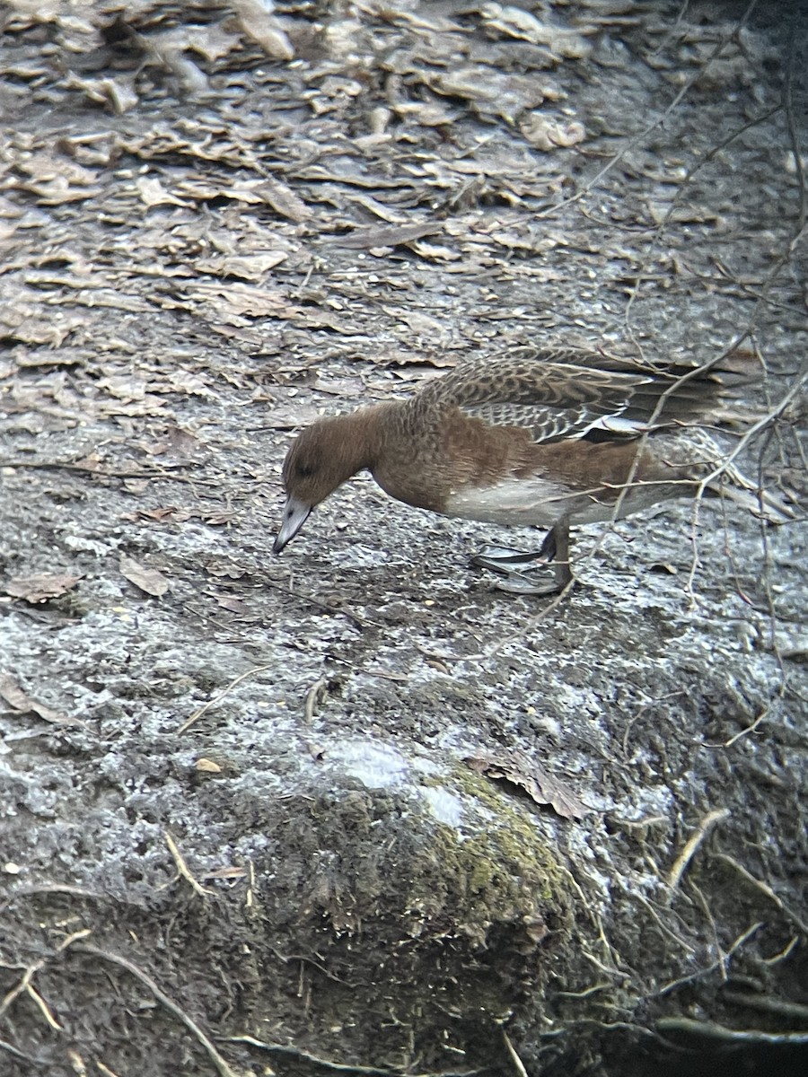 hvízdák eurasijský - ML647558952