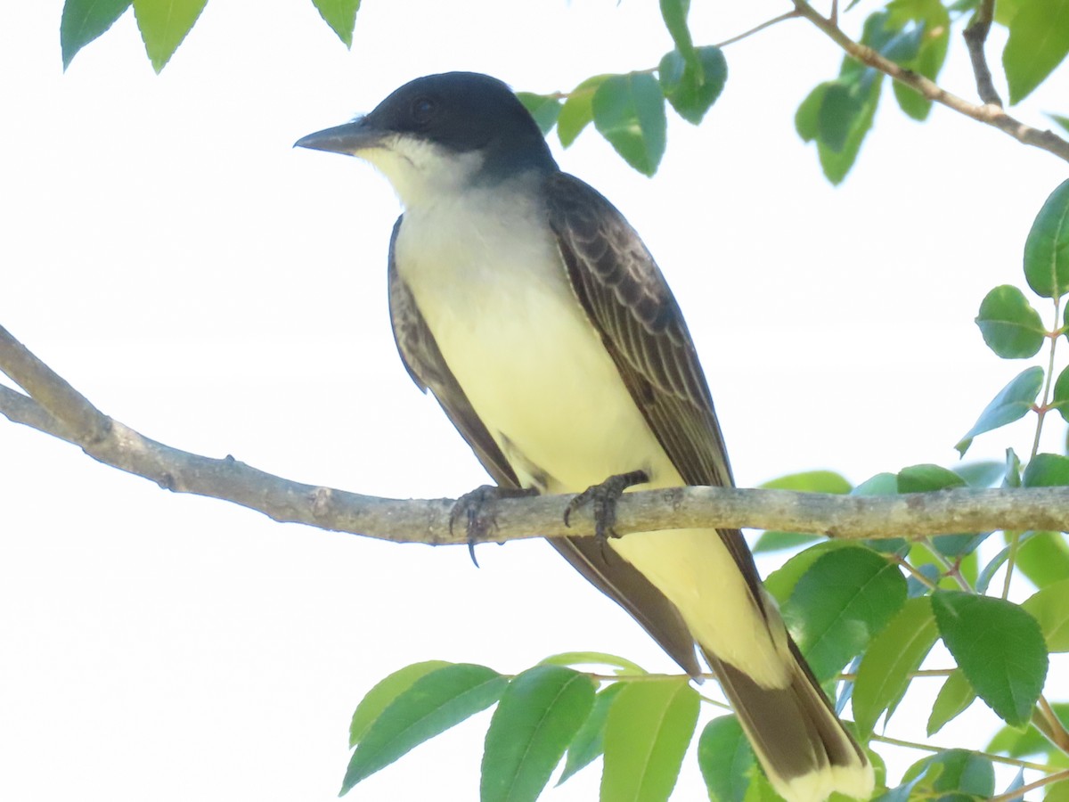 tyran obecný - ML647558953