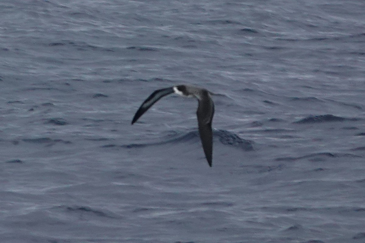 buřňák tmavohřbetý - ML647558954