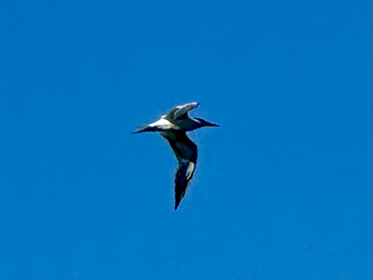 rybák královský - ML647558955