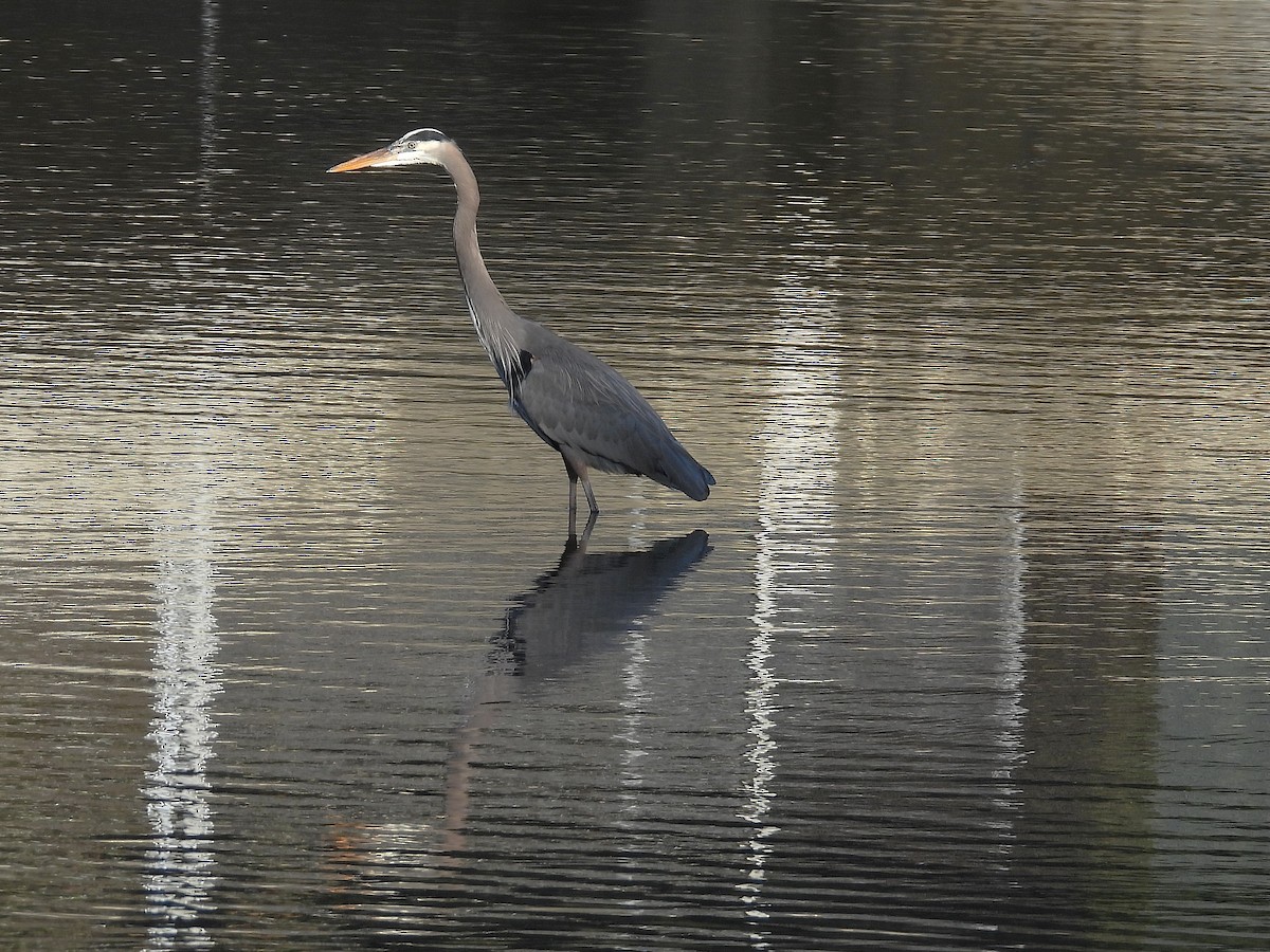 volavka velká - ML647558956