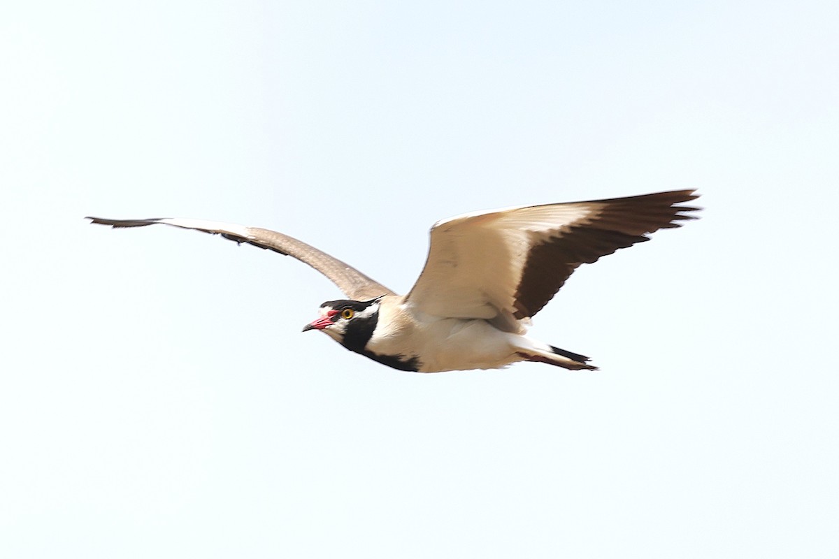 čejka černohlavá - ML647558958