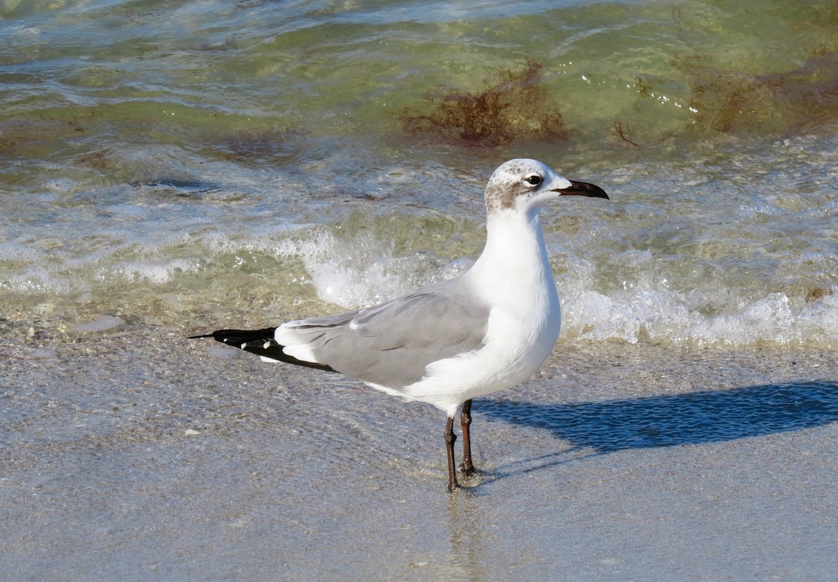 racek karibský - ML647558959