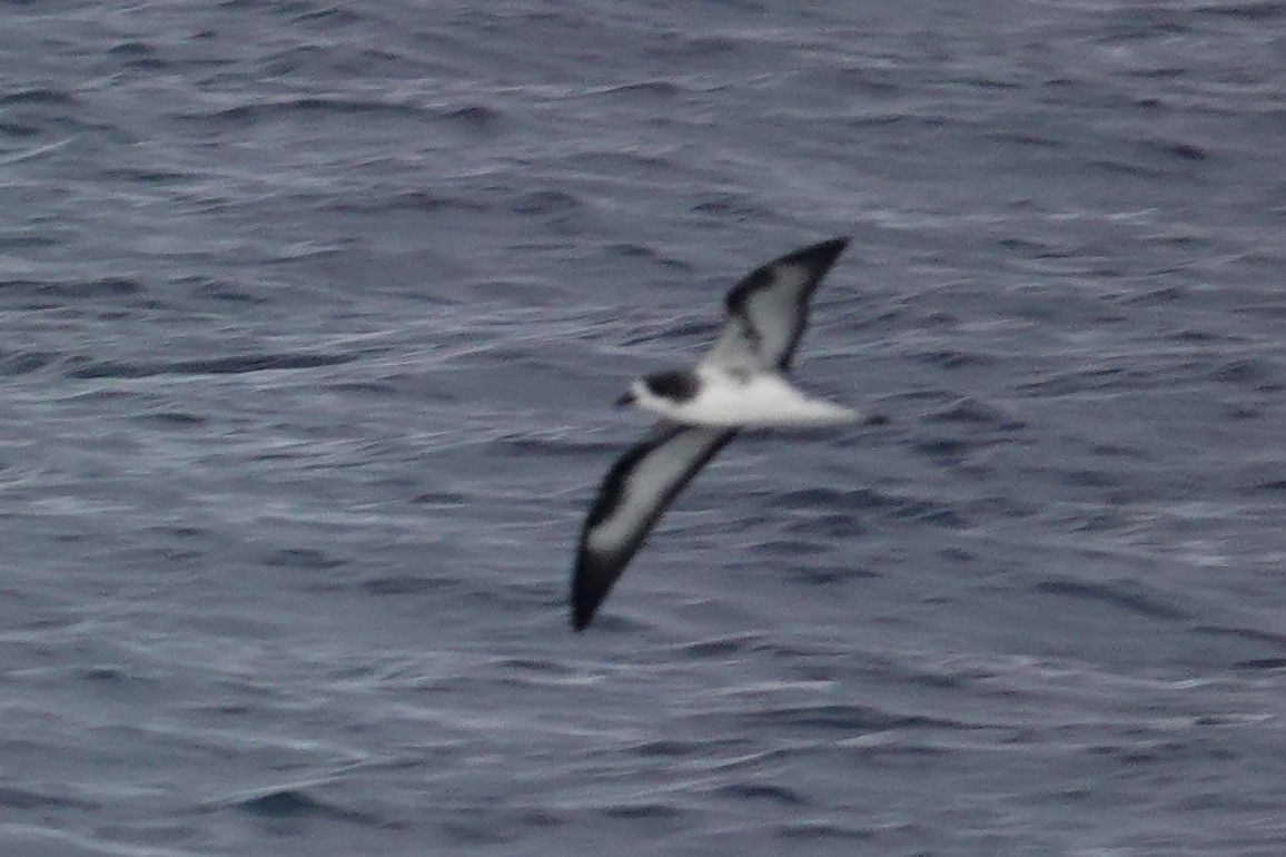 buřňák tmavohřbetý - ML647558961