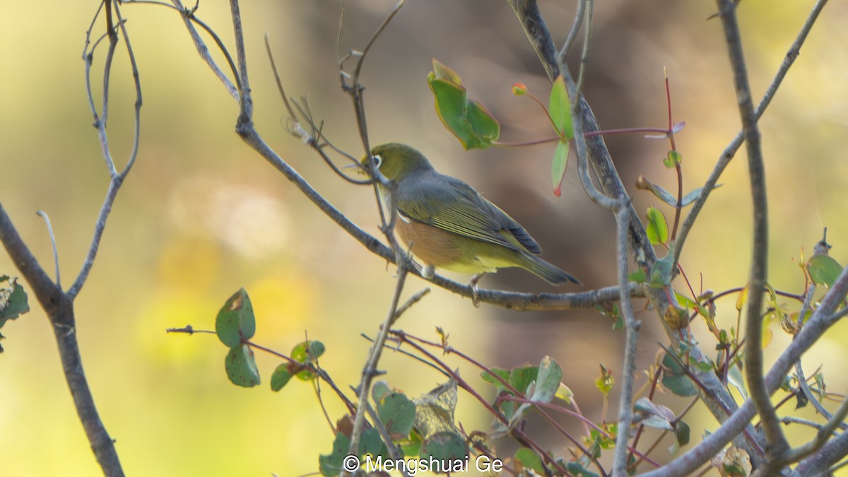 Silvereye (Cinnamon-flanked) - ML647558962