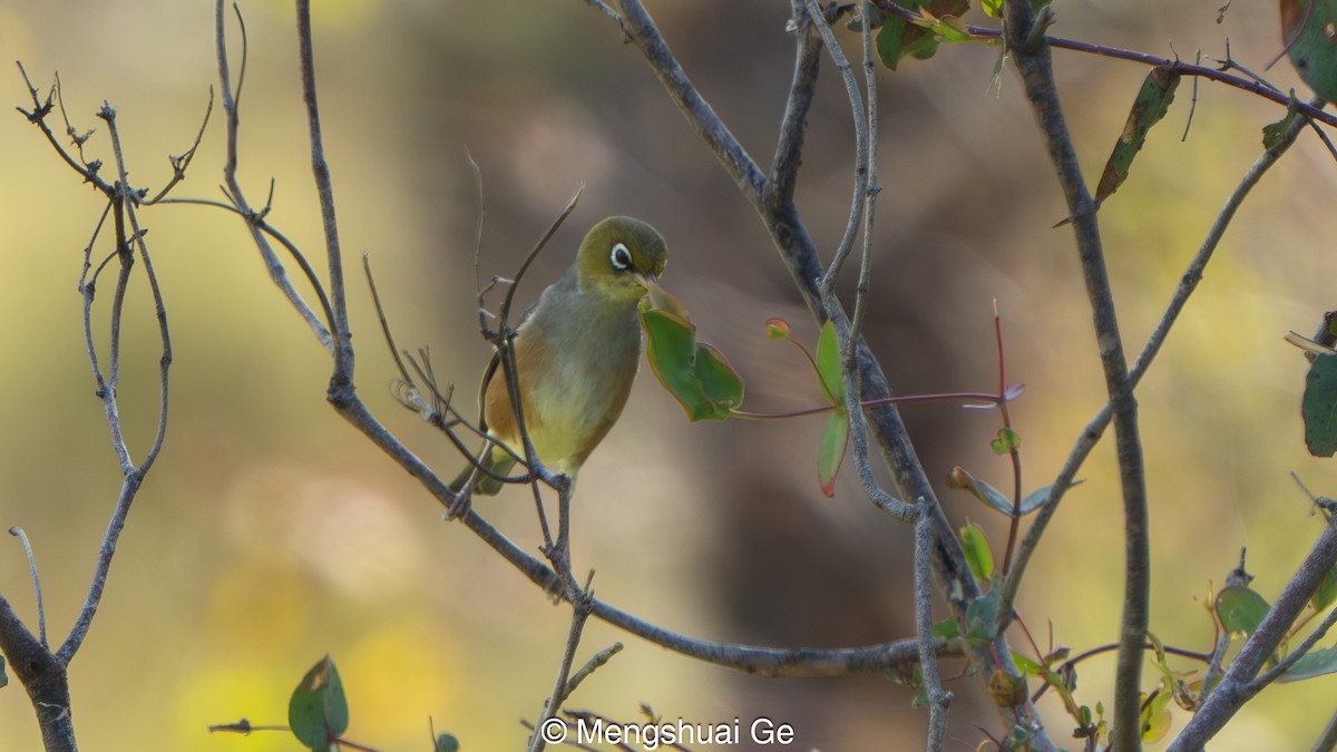Silvereye (Cinnamon-flanked) - ML647558963