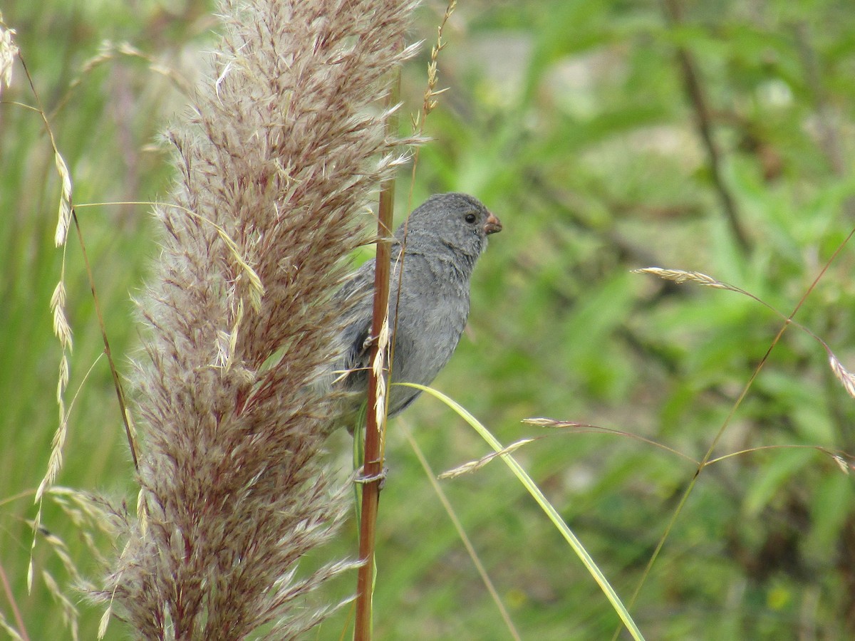 Plain-colored Seedeater - ML647558964