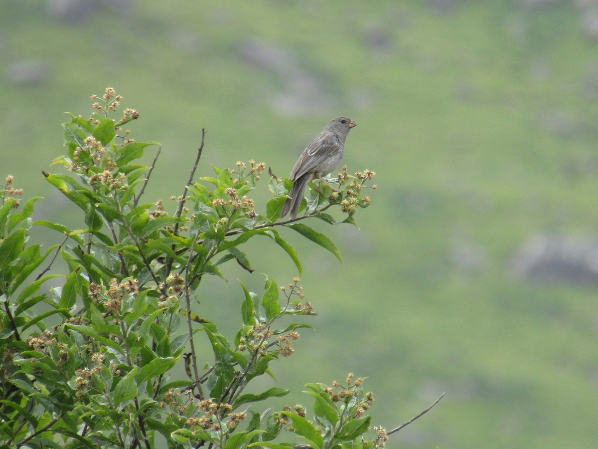 Plain-colored Seedeater - ML647558965
