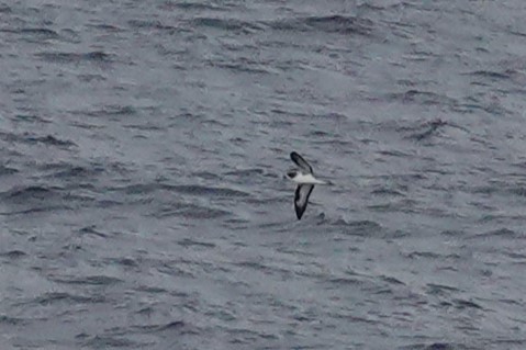 buřňák tmavohřbetý - ML647558968