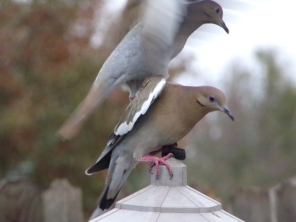 hrdlička bělavokřídlá - ML647558971