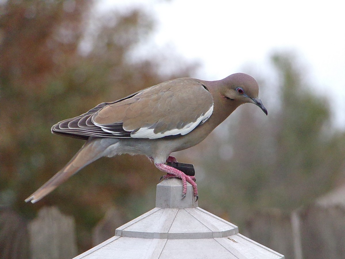 hrdlička bělavokřídlá - ML647558972