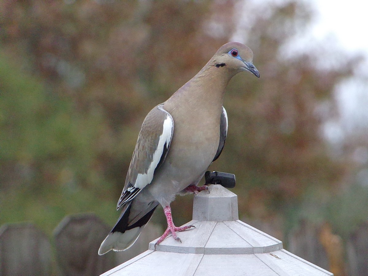 hrdlička bělavokřídlá - ML647558973