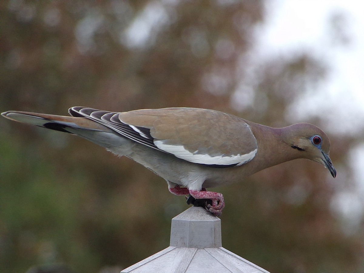 hrdlička bělavokřídlá - ML647558974