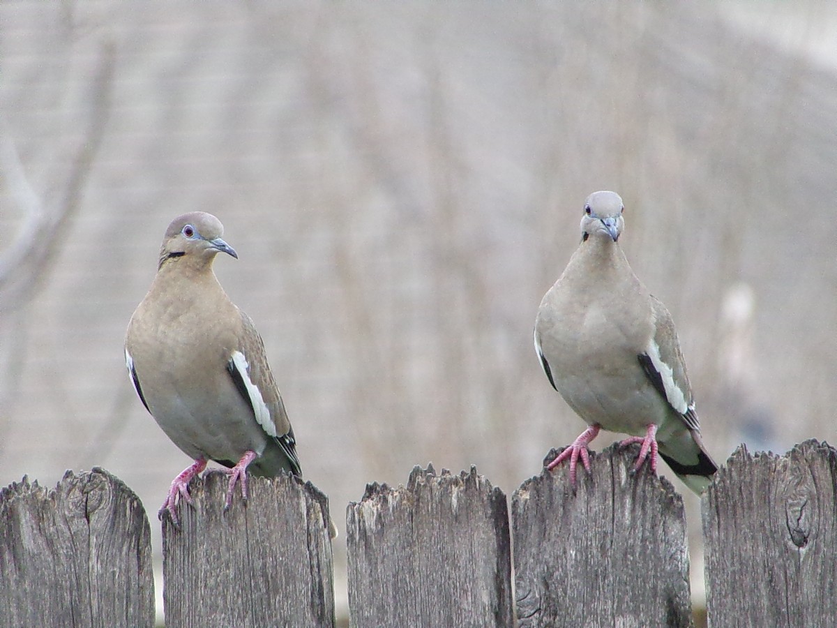 hrdlička bělavokřídlá - ML647558975