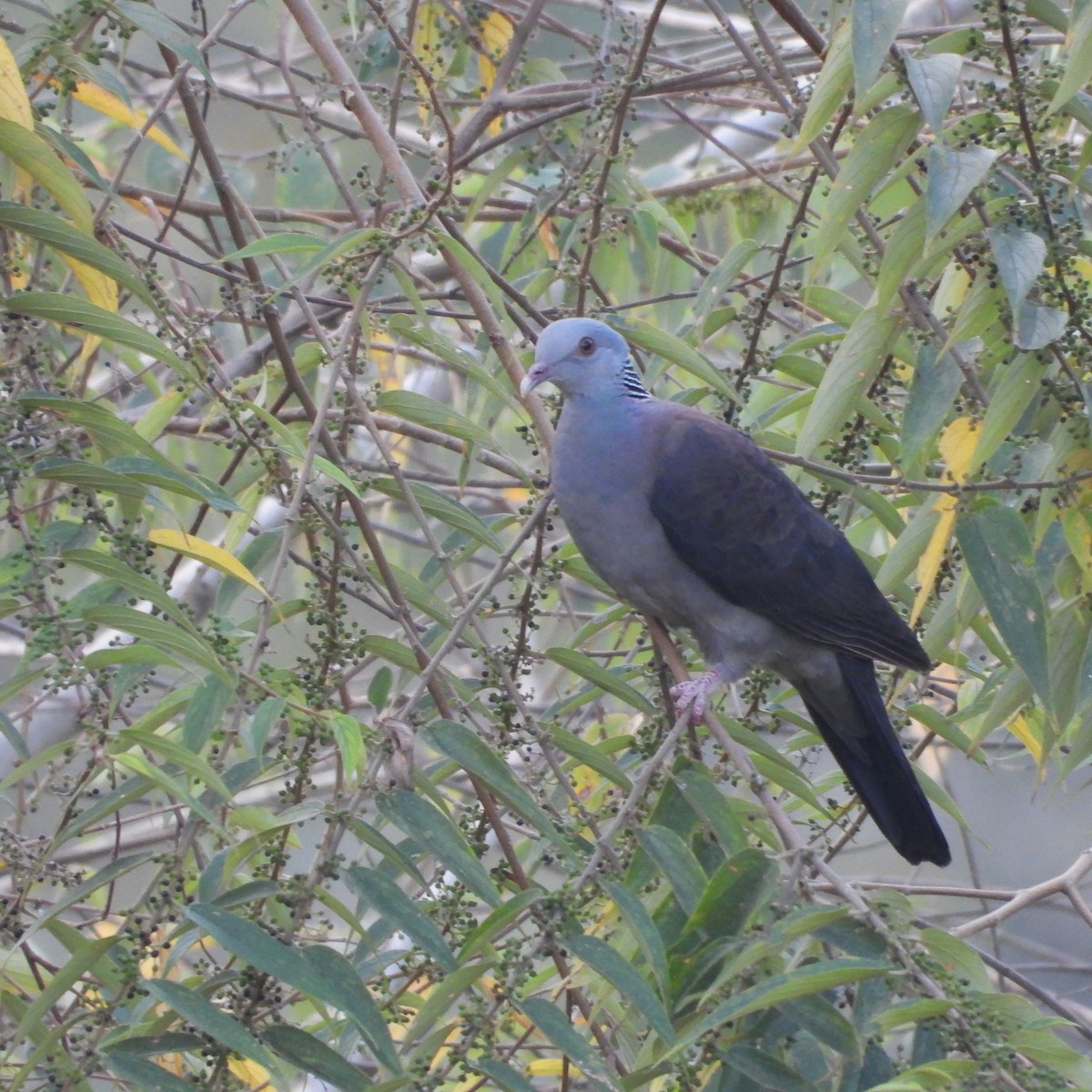 Paloma de Los Nilgiri - ML647558987