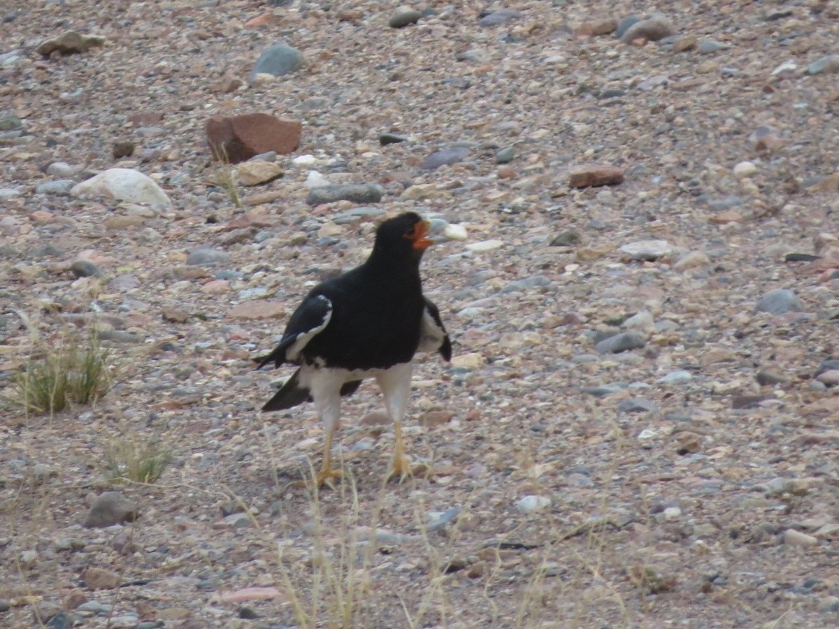 Mountain Caracara - ML647559015