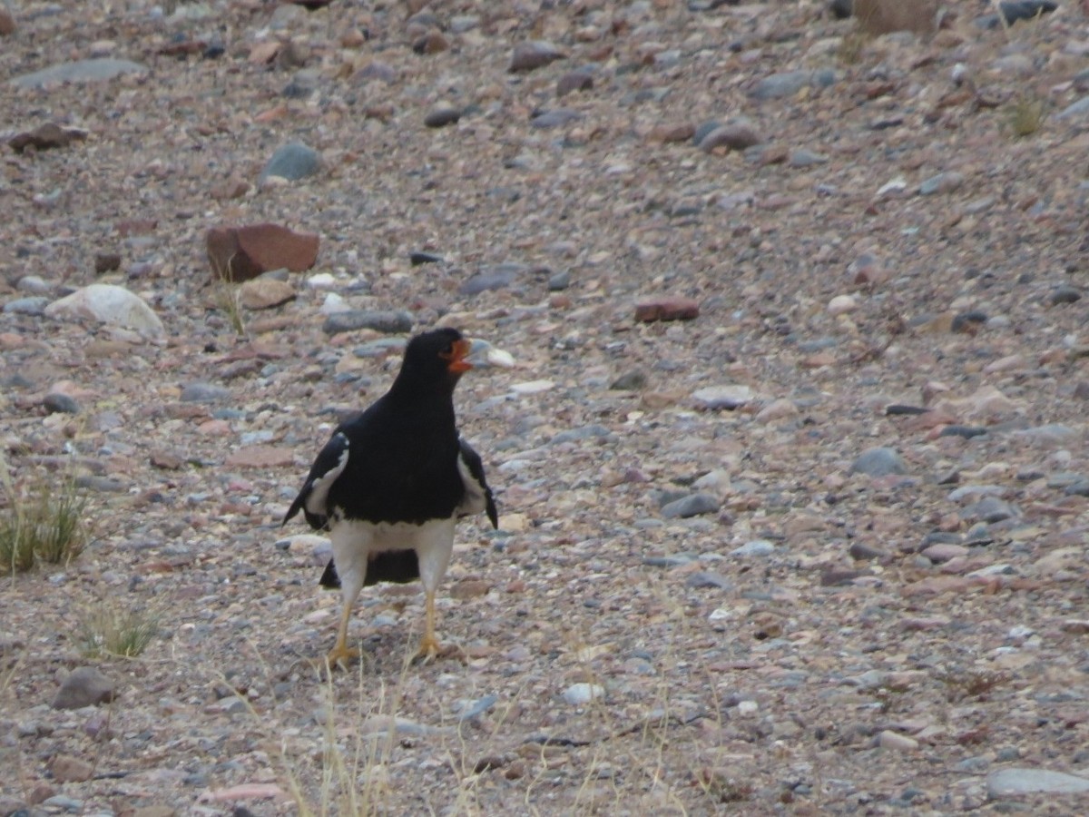Mountain Caracara - ML647559016
