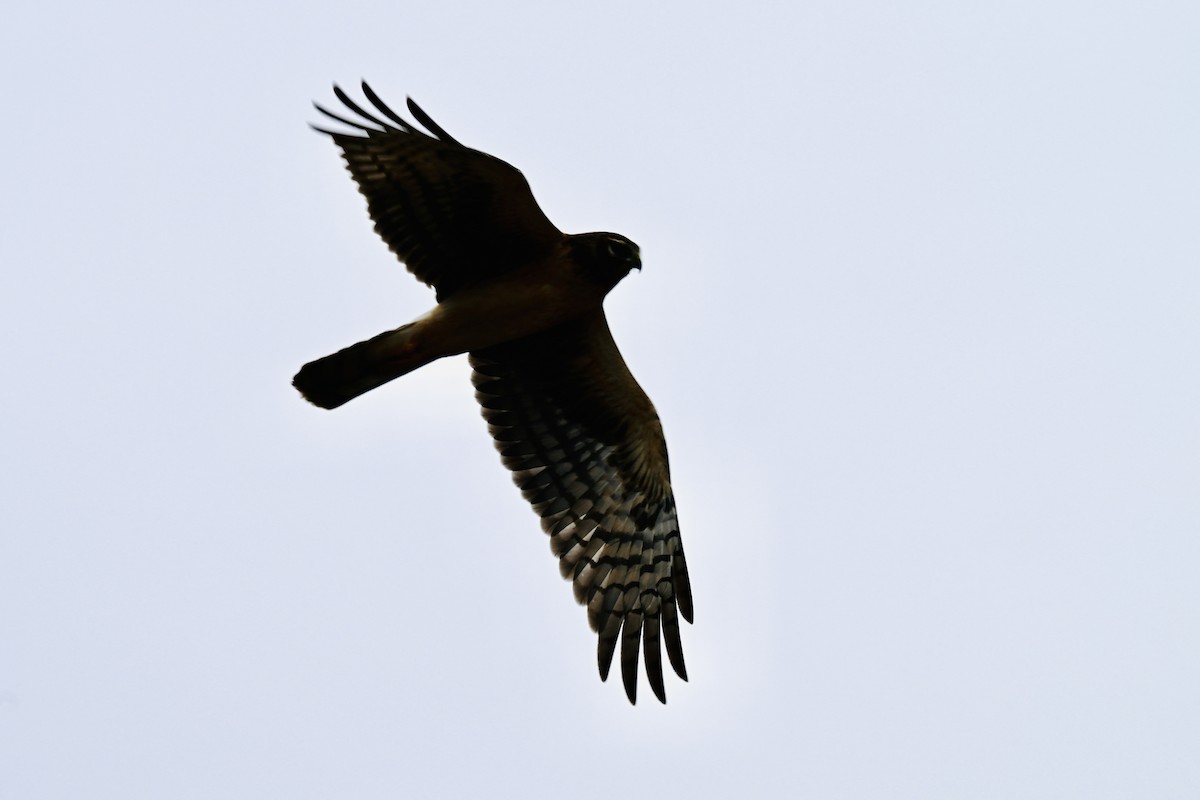 Aguilucho de Hudson - ML647559037