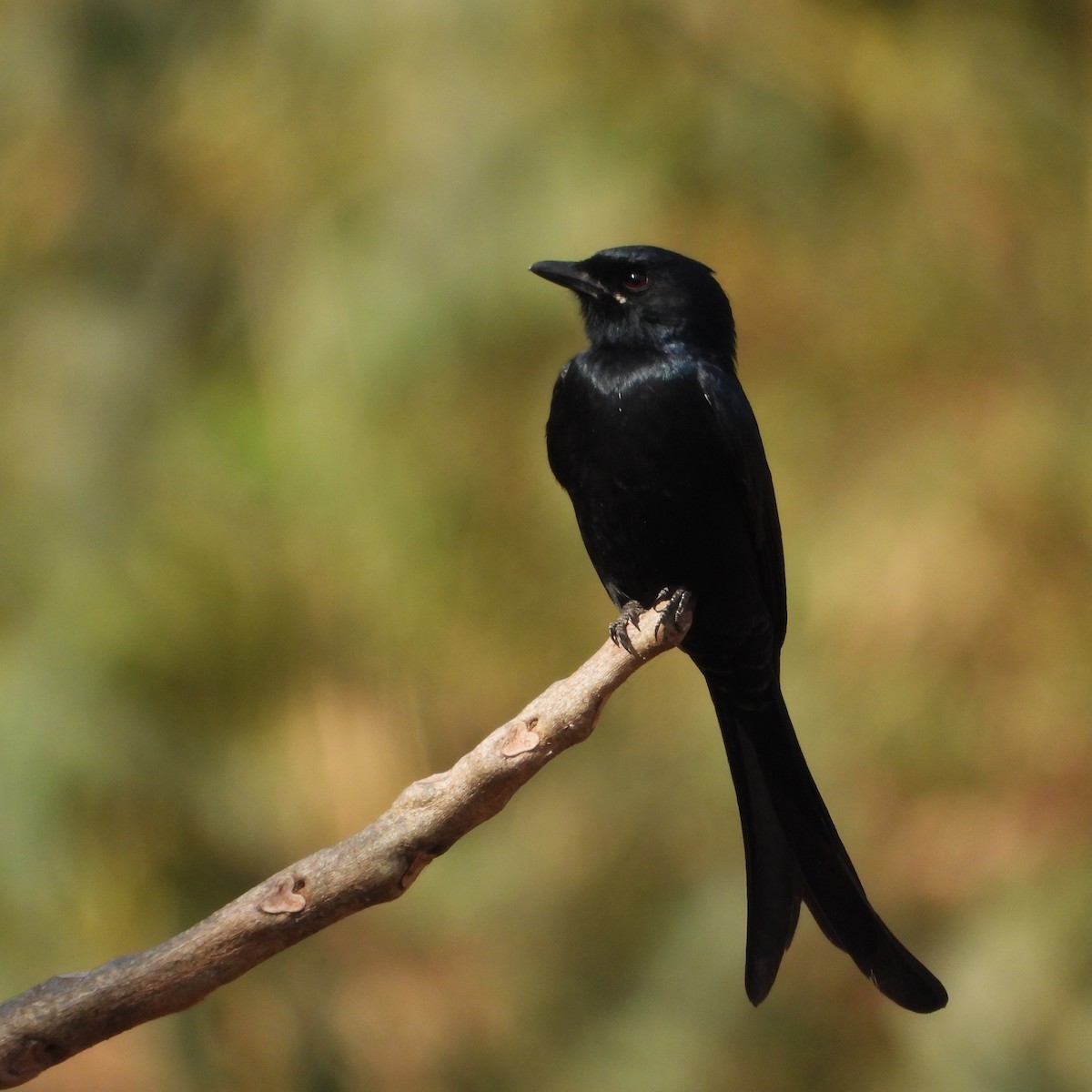 Drongo Real - ML647559040