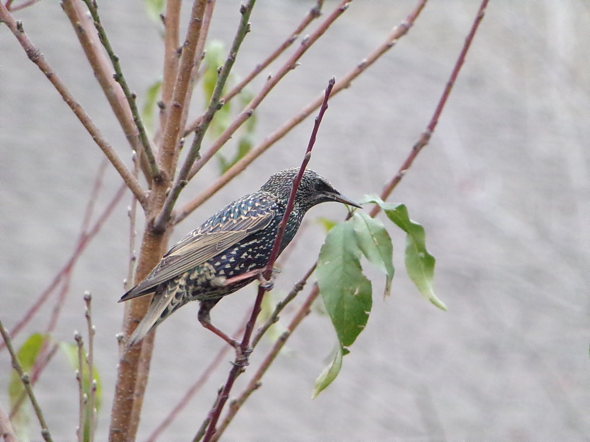 Estornino Pinto - ML647559042