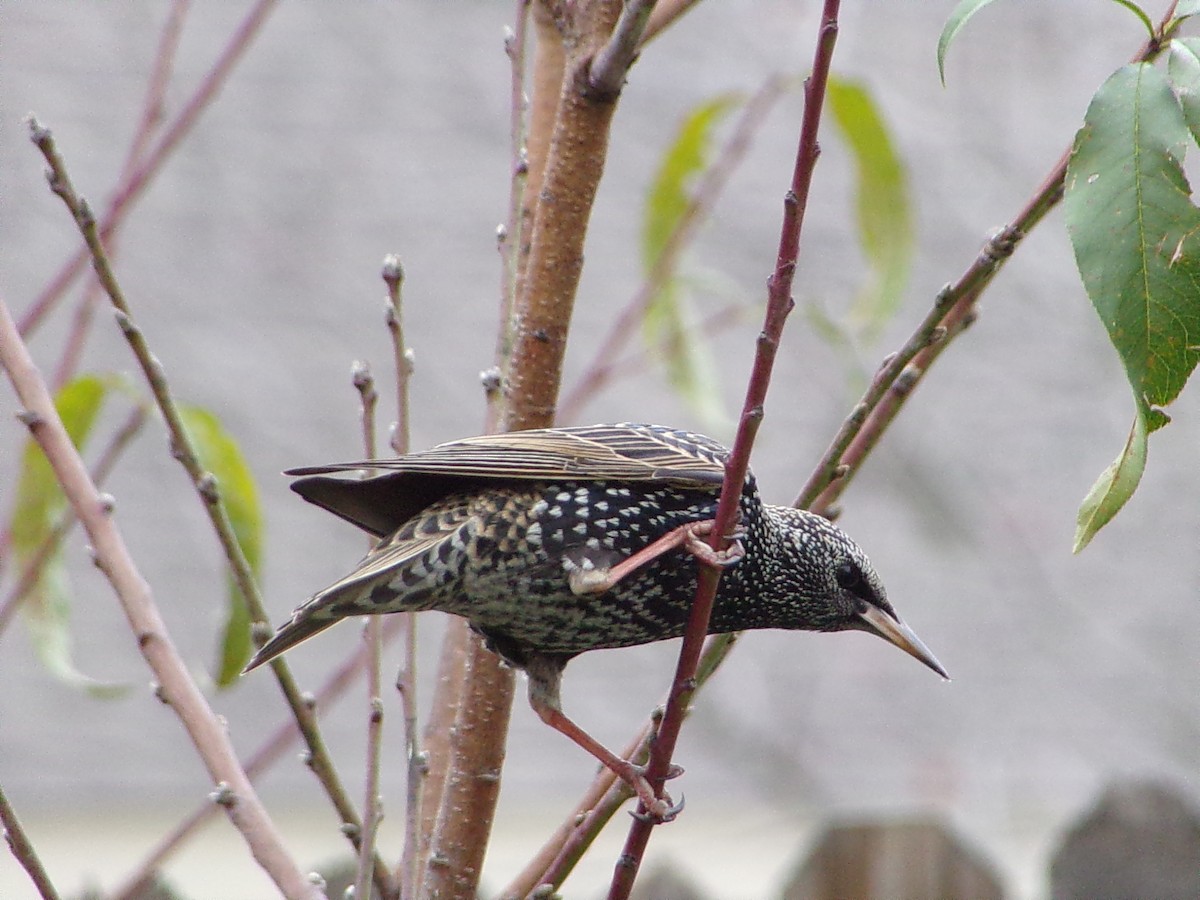 Estornino Pinto - ML647559043