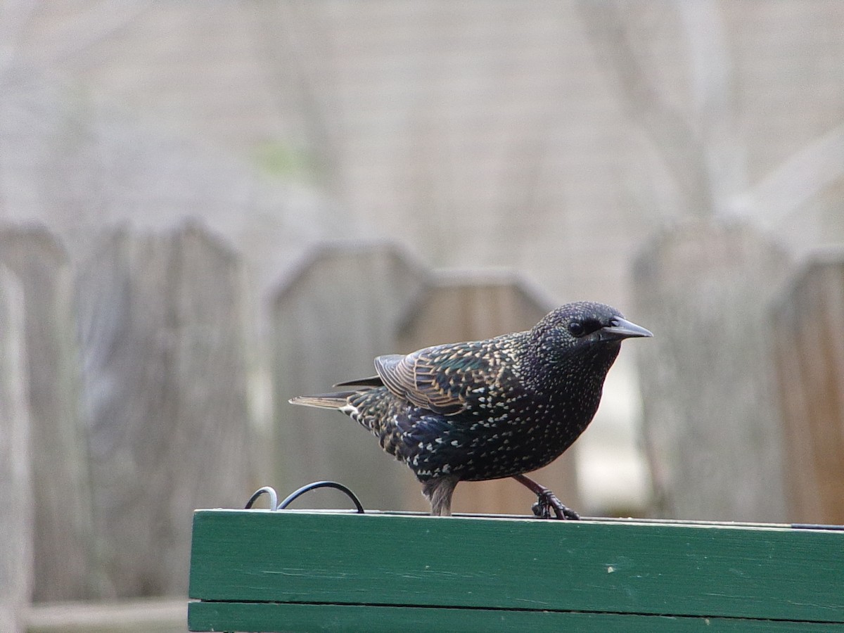 Estornino Pinto - ML647559046