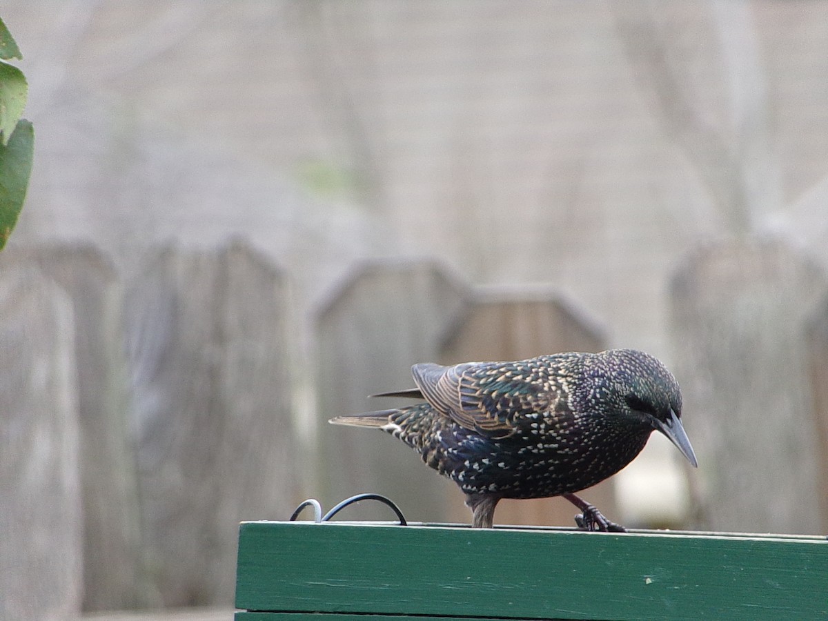 Estornino Pinto - ML647559047