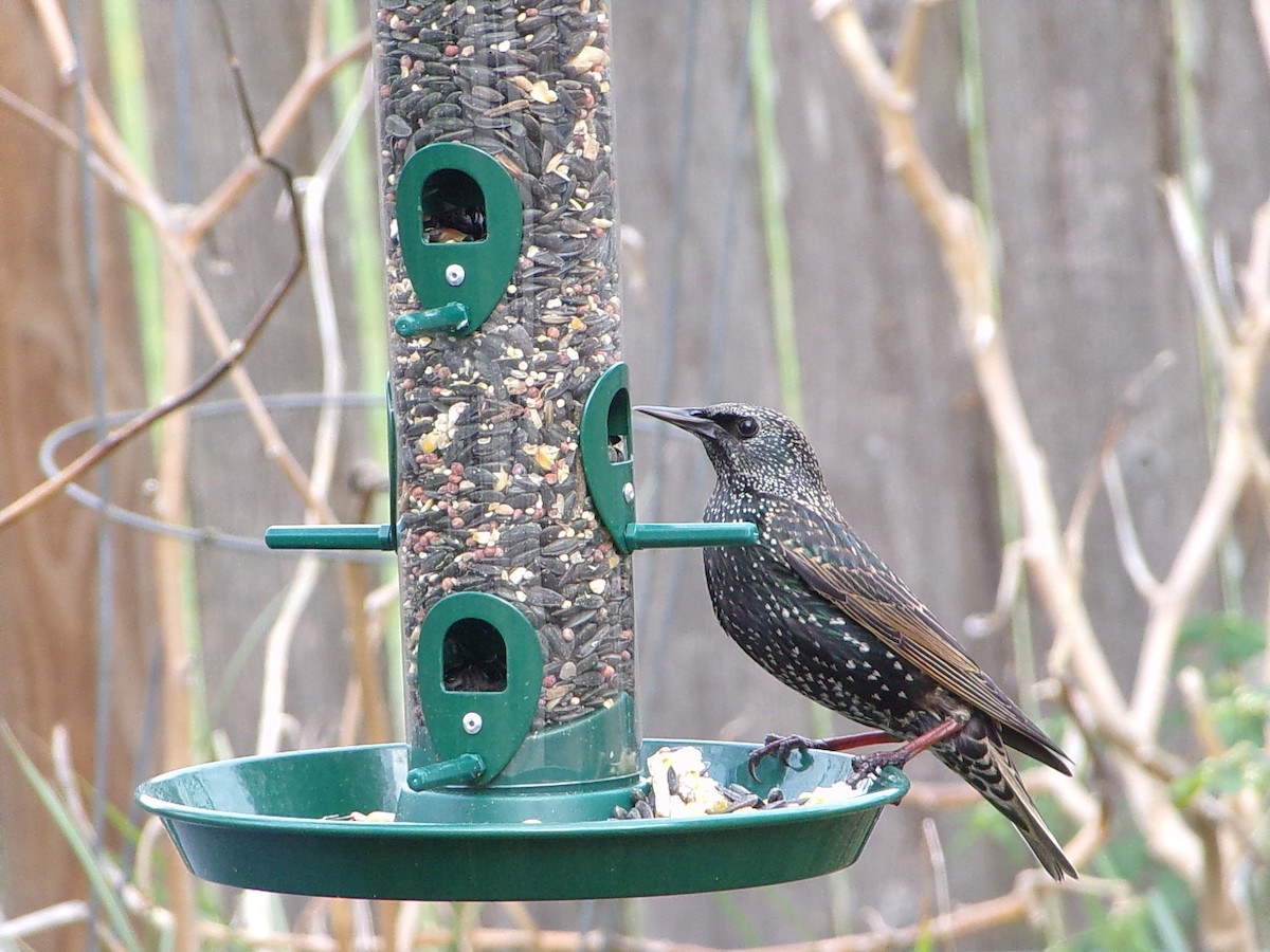 Estornino Pinto - ML647559048