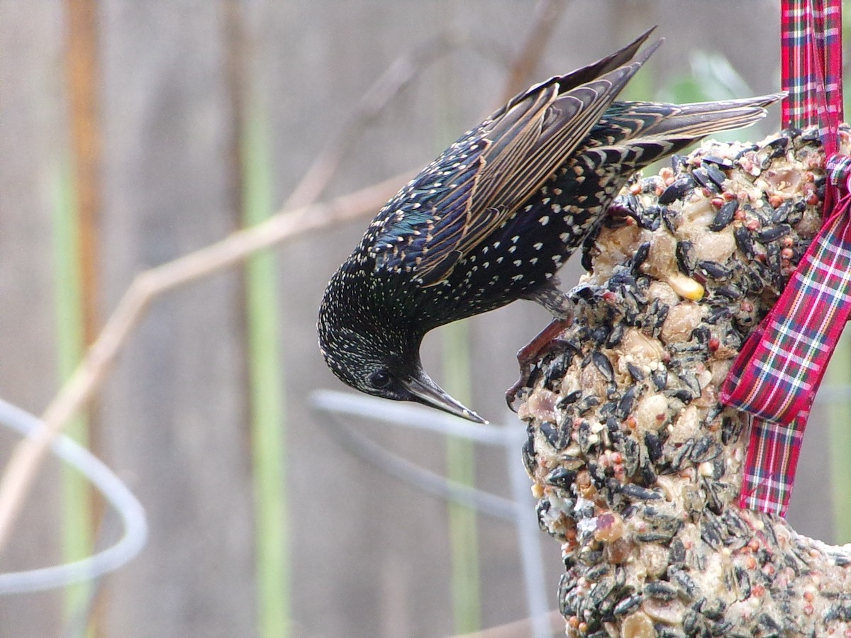Estornino Pinto - ML647559049