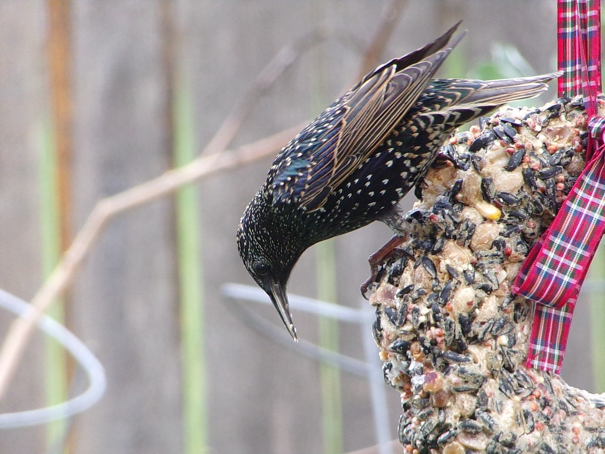 Estornino Pinto - ML647559050