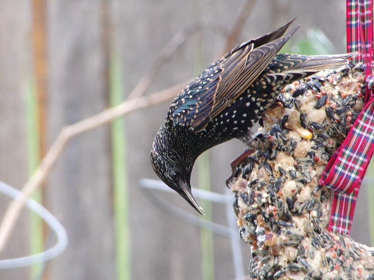 Estornino Pinto - ML647559051