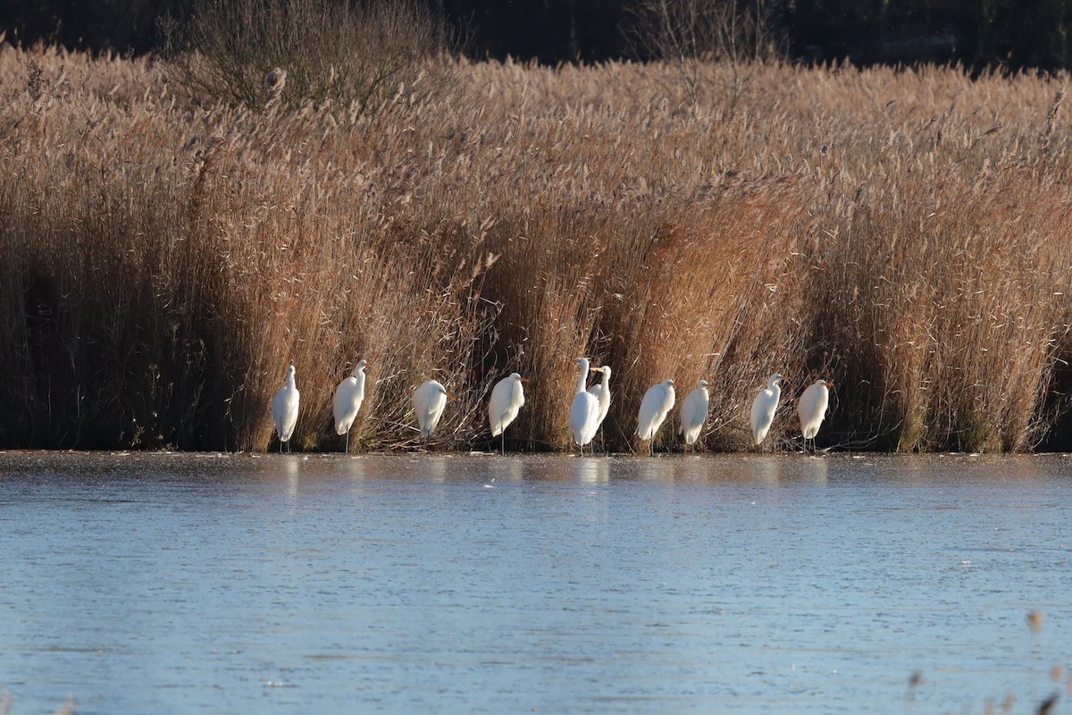 Garceta Grande - ML647559052