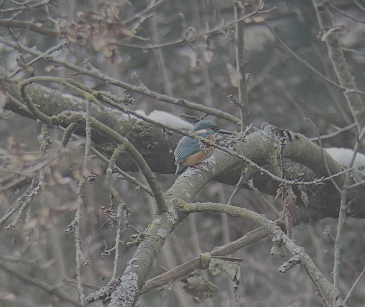 Martín Pescador Común - ML647559053