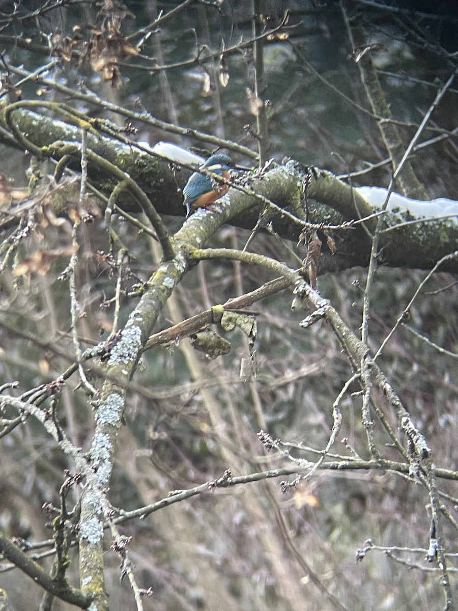 Martín Pescador Común - ML647559054