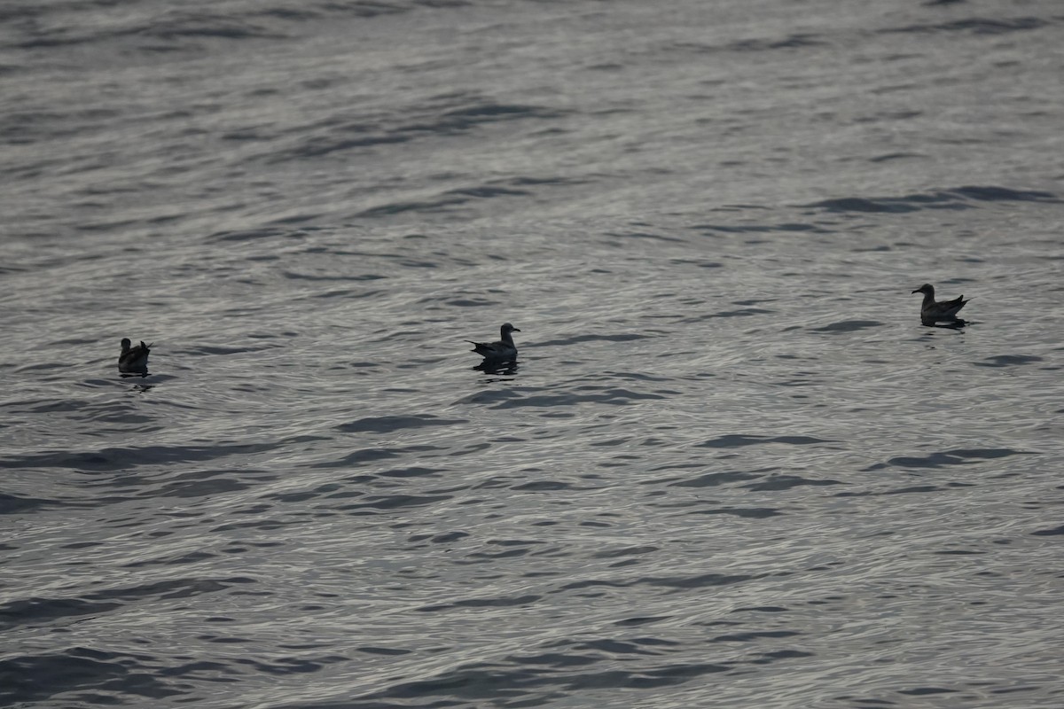 Gaviota Guanaguanare - ML647559055
