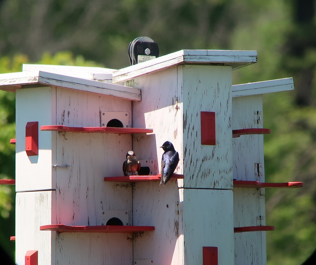 Golondrina Purpúrea - ML647559056