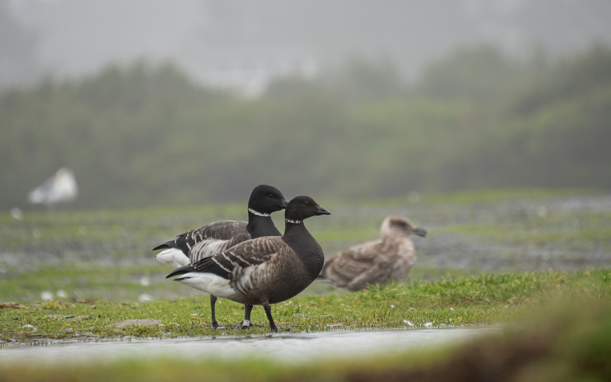 Barnacla Carinegra - ML647559059