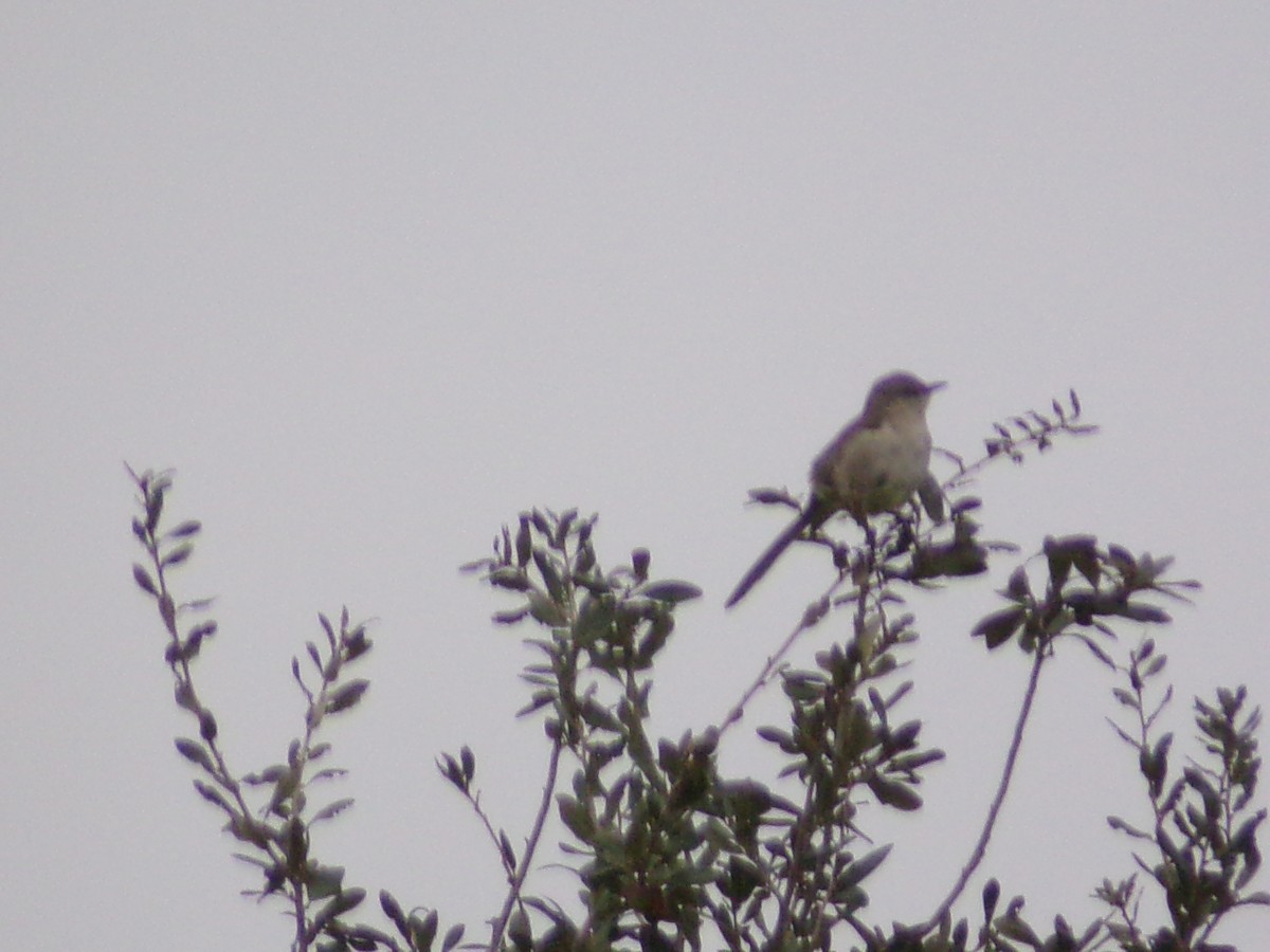 Sinsonte Norteño - ML647559060