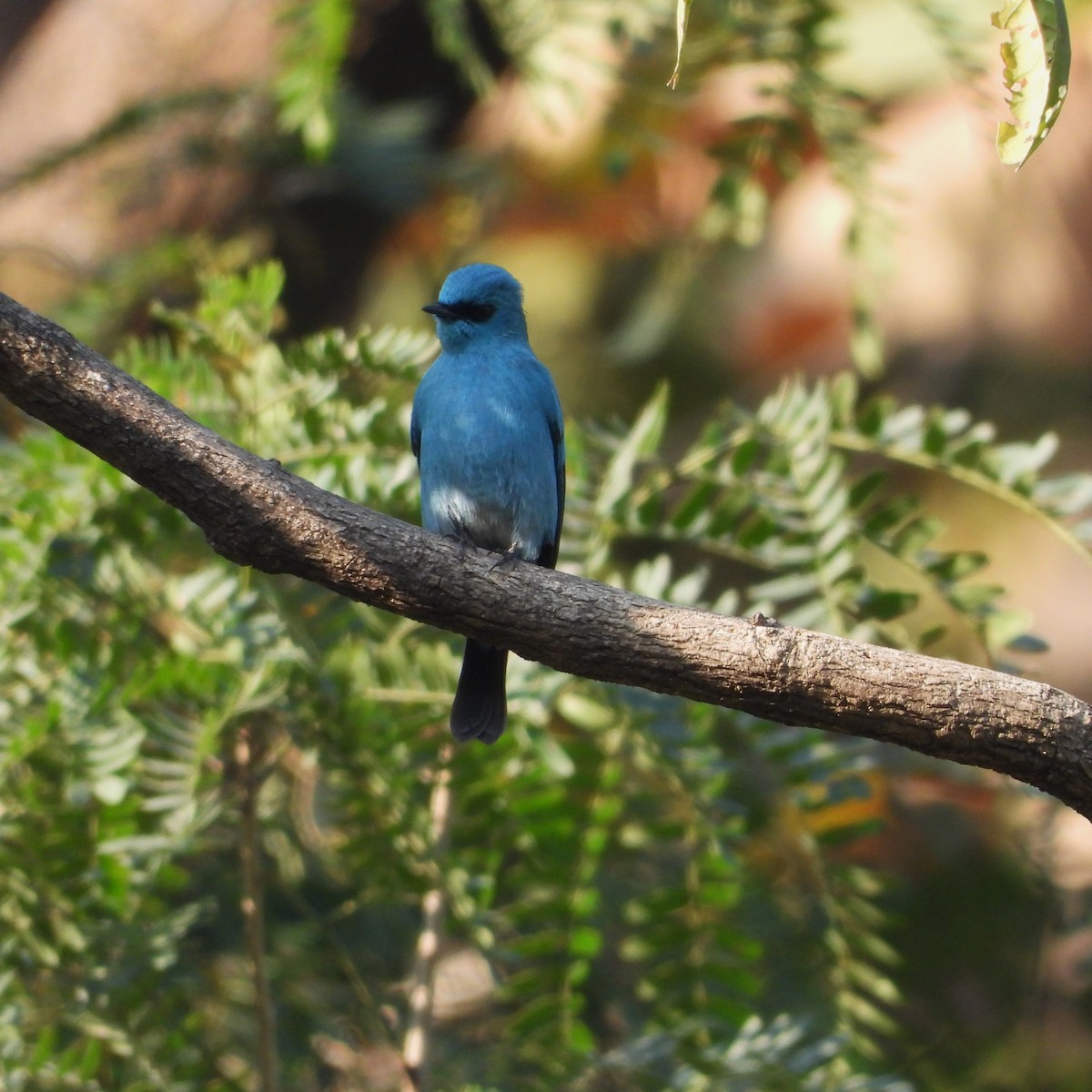 Papamoscas Verdín - ML647559063