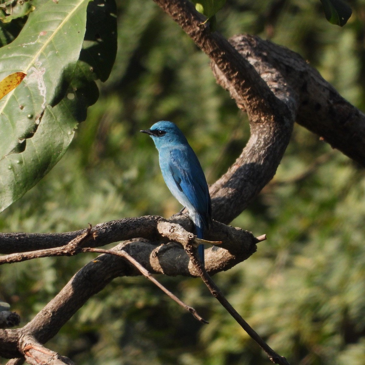 Papamoscas Verdín - ML647559064