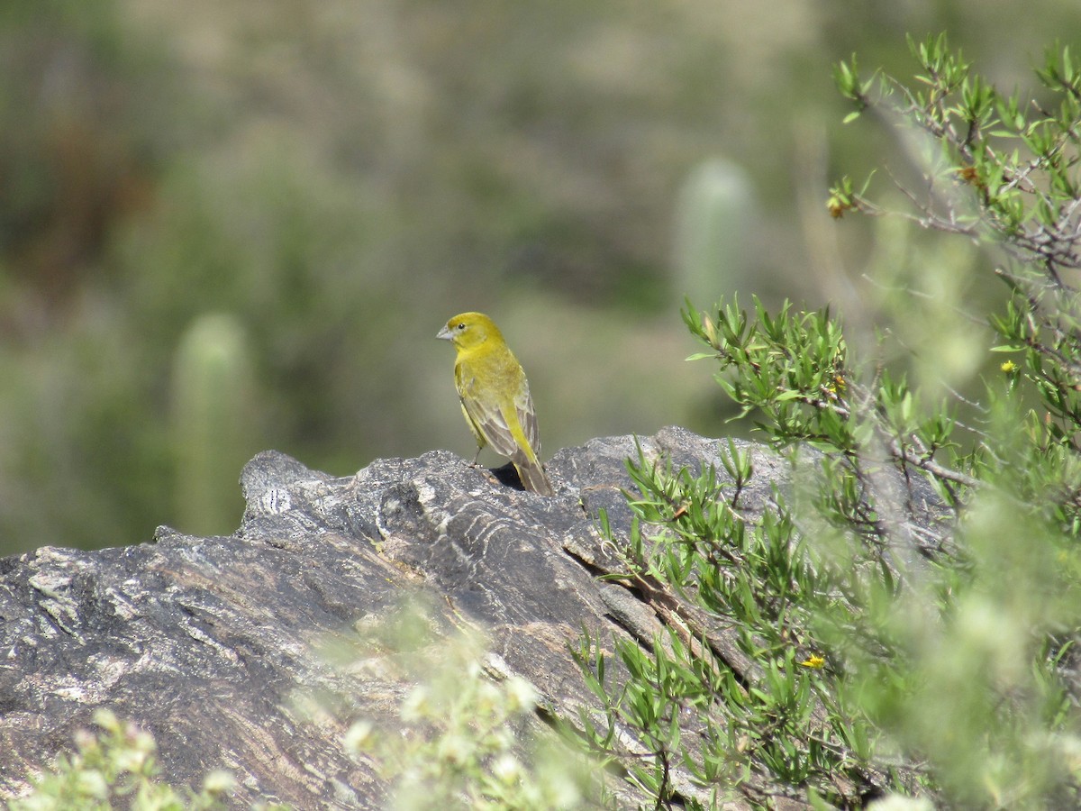 Chirigüe Oliváceo - ML647559065