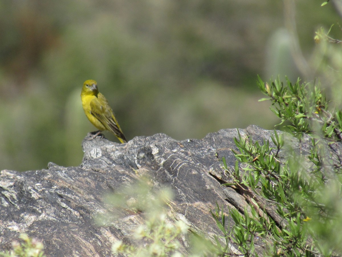 Chirigüe Oliváceo - ML647559068