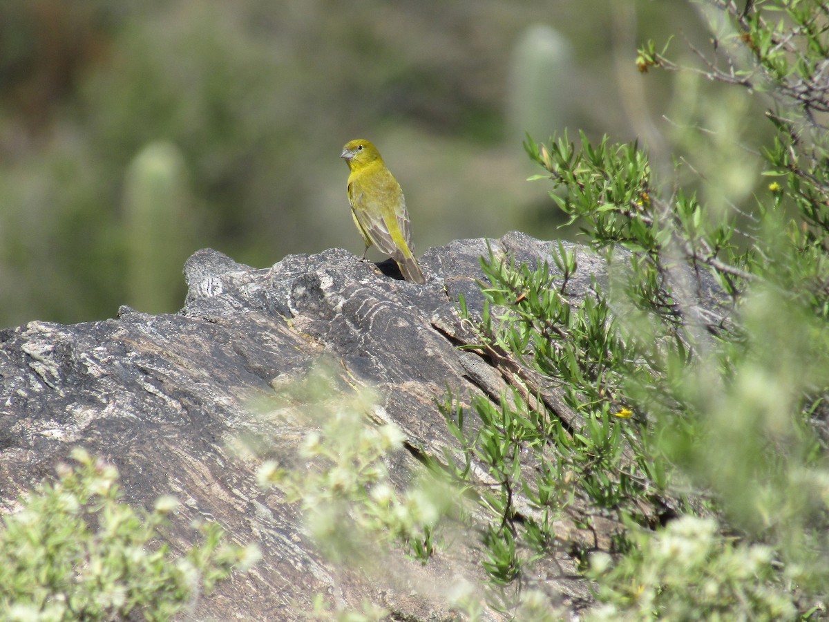 Chirigüe Oliváceo - ML647559069