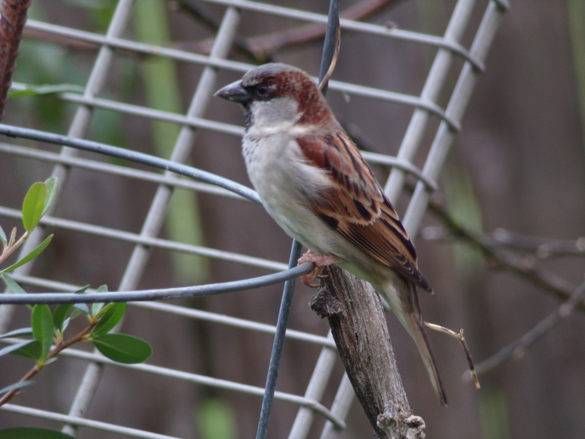 Gorrión Común - ML647559070