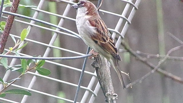 Gorrión Común - ML647559071