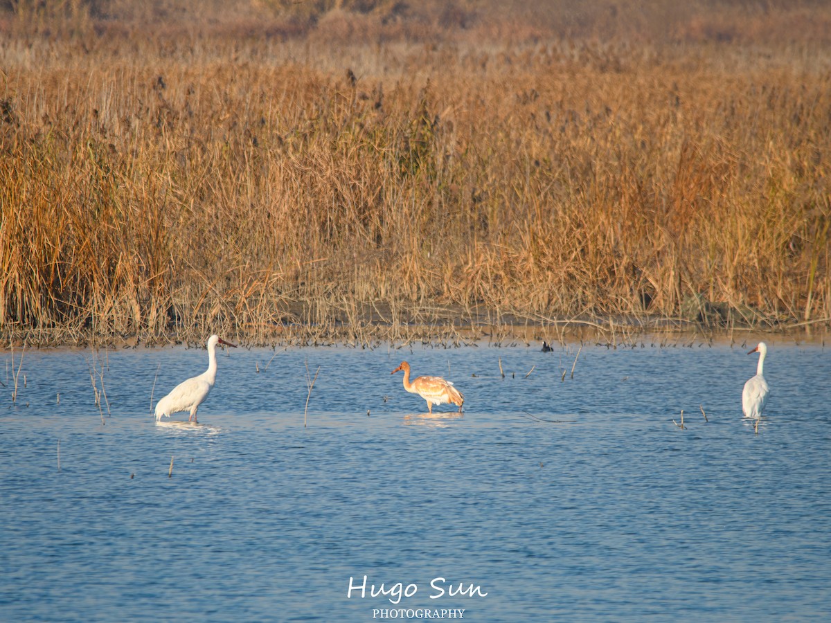 Kurrilo siberiarra - ML647559072