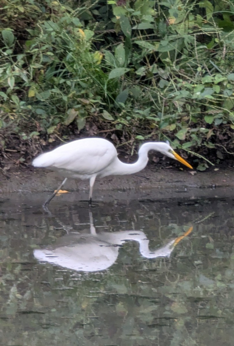 大白鷺 - ML647559074